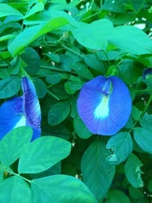 Blue  Clitoria Ternatea-  50 seeds- 100% organic  FREE SHIPPING!