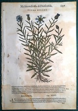 Stampa antica MATTIOLI MATTHIOLI erbario FIORDALISO botanica 1585 Antique print