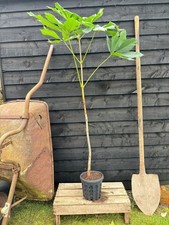 Aesculus hippocastanum / Horse Chestnut, Peat Free, 3L, 90-120cm