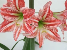 Fairy Tale Amaryllis Seeds - Hippeastrum - 25 Seeds - 2025 Production