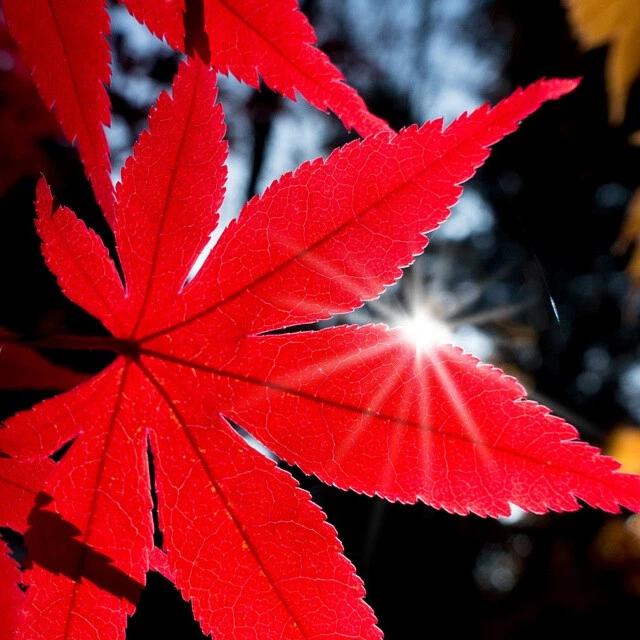 Acer palmatum (Japanese Maple Small Leaf) 20 Tree Seeds RARE Outdoor Bonsai UK - Image 3 of 3