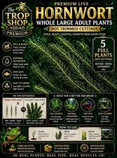 Premium Live Hornwort 5 FULL Plants   Whole Large Adult Plants, Filtering Plants