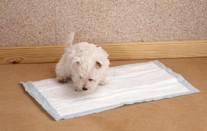 100-Count Dog Puppy Training Pads 30x36 - Disposable, Absorbent, McKesson Brand