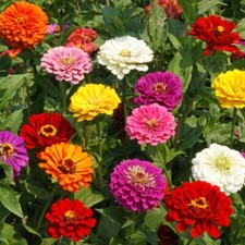 250 CALIFORNIA GIANT ZINNIA COLORFUL FRESH HARVEST FOR GARDENS
