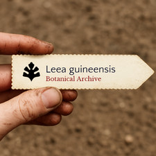 Leea guineensis | 10 SEEDS -  - SEMI Vite africana | Vite rossa
