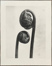 Karl Blossfeldt, Königsfarn, Photographie aus dem Nachlass, Griffelkunst 2016