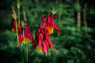 SEEDVILLE USA 100 ORIENTAL COLUMBINE Plum & White Aquilegia Vulgaris Flower Seeds