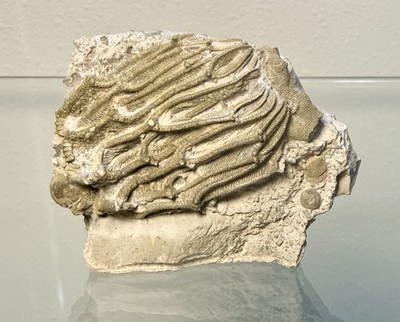 Arthroacantha Carpenteri Crinoid Fossil ~ Sylvania Ohio ~ Devonian Period