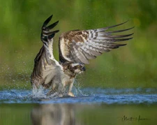 Osprey by Matthew Huras Fine Art Print Bird Wildlife Scenic Nature 18x22