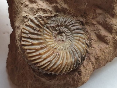 Parkinsonia schloenbachi - Dogger - Sengenthal - ammonite - old collection