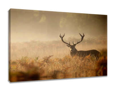 Bilder auf Leinwand Hirsch 80 x 60cm  4030