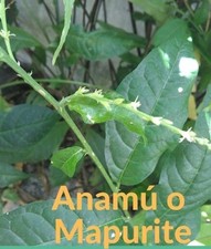 Anamu Deshidratado