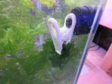 Two Little Fishies SeaVeggies Clips Holds SeaWeed & Lettuce for Feeding Fish