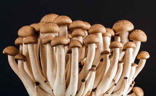 Malt Extract Agar (MEA) 500 grams - Great For Growing Mushrooms! - FREE SHIPPING - Picture 4 of 7