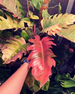 8000AK Philodendron Variegata Marble Caramel Indoorplants Seeds 3 Samen |  eBay.de