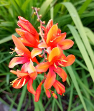 5 Montbretien  Montbretia kräftige Jungpflanzen