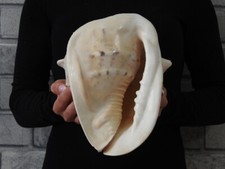 Muschel Cassis Cornuta 208mm ID#6446