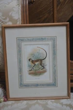 Antiq. Wyman & Sons Ltd. Chromolithograph Print Green Guenon Monkey Plate XXVIII