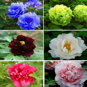 Baum Strauch Pfingstrose Paeonia Rockii 120 Samen Mixed Seeds