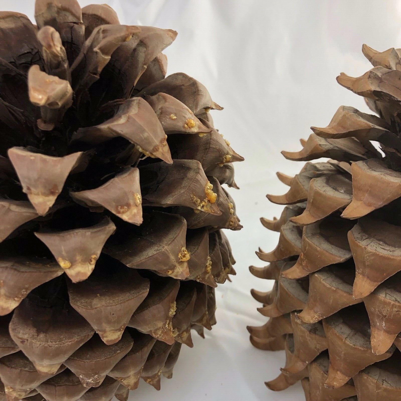 Five Giant Pine Cones and a Bushel Basket eBay