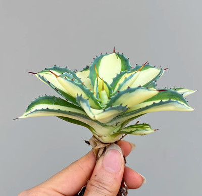 Agave 'Kissho Kan' medium Variegated Garden Décor Boutique plant