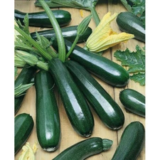 20 BLACK BEAUTY ZUCCHINI SUMMER SQUASH SEEDS FRESH HARVEST FOR GARDENS