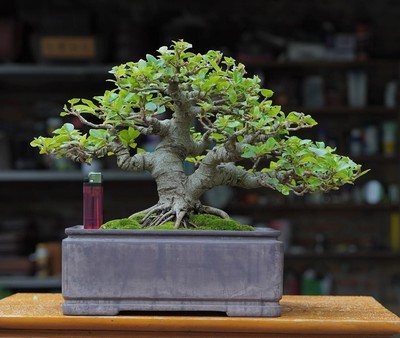 Actual plant Bonsai Ficus Racemosa bonsai tree free phitosanitary