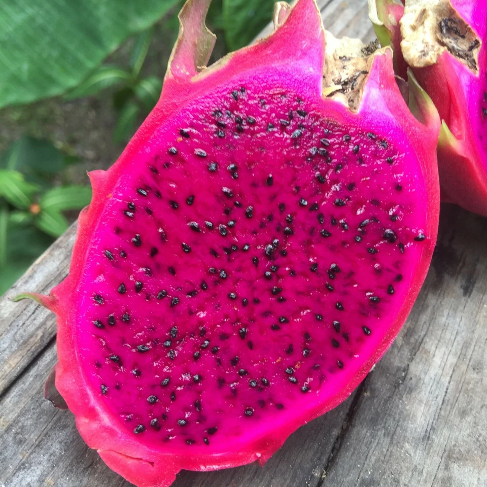 3 American Beauty Dragon Fruit Fresh Cuttings 8 -10 inch long self pollinating - Image 4 of 4