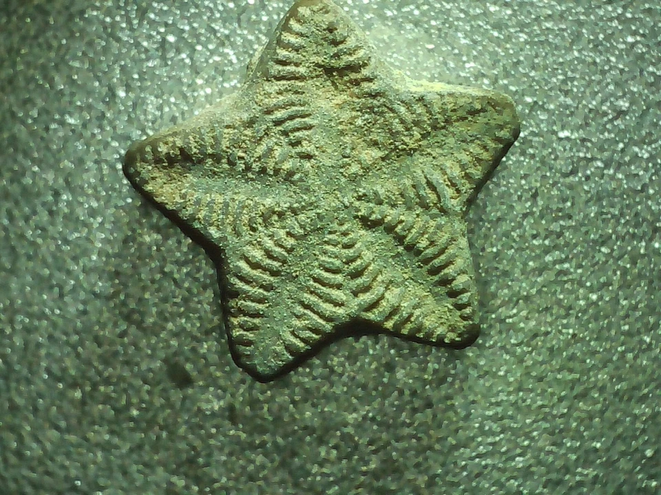 Fósil Estrella Crinoide - 30 piezas - Monedas de hadas - Gran regalo para coleccionistas Foto 2 de 4