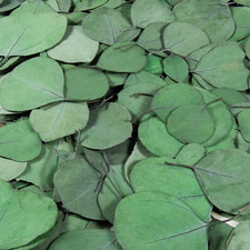 300PCS Real Eucalyptus Leaves for Shower - Dried Eucalyptus Leaves for Shower