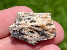 Hell Creek Fossil Crocodile Jaw Fragment Croc Cretaceous Dinosaur Age