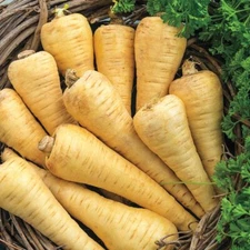 500 ALL AMERICAN PARSNIP SEEDS FRESH HARVEST FOR GARDENS
