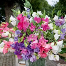 Bijou Mix Sweet Pea Seeds | Heirloom | Free Shipping | Flower Seeds | 1209