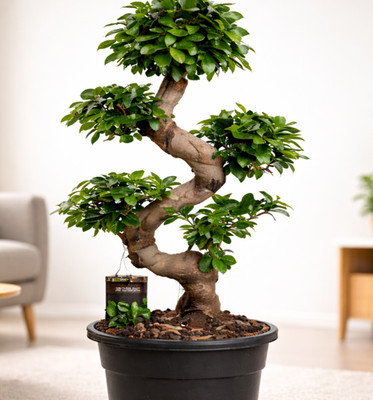 XL Bonsai Ficus Microcarpa Ginseng 80 cm große Zimmerpflanze im Ø27 cm Topf