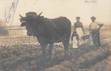 CPA 69 CHENELETTE / CARTE PHOTO / SCENE DE LABOUR / AGRICULTURE