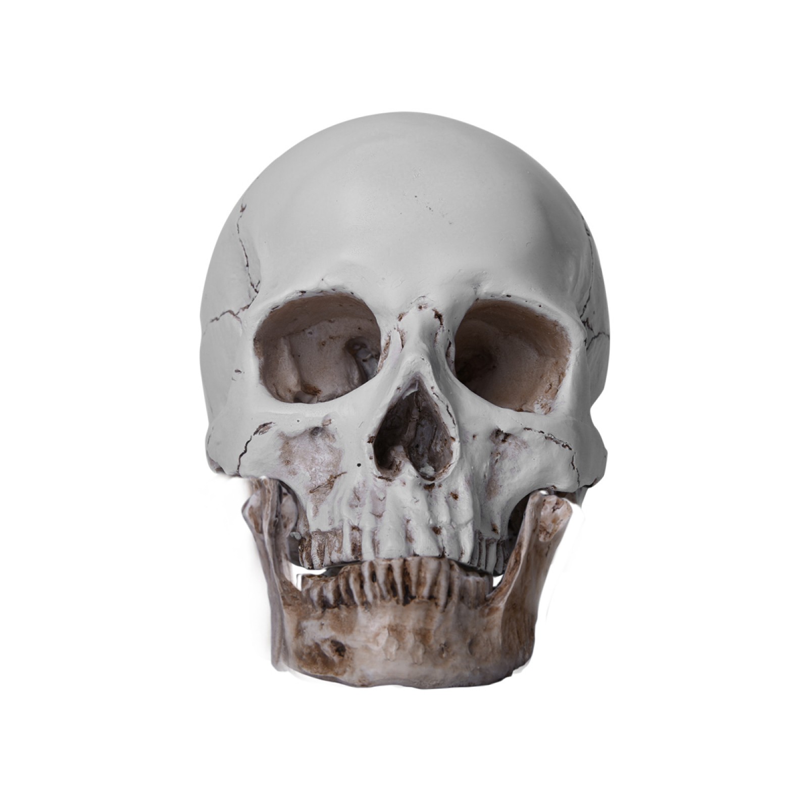 Lifesize Realistic Human Skull Replica Resin Model Anatomical Halloween Decor