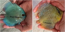 Pack Of 2 - 3.5  - 4  Live Discus Aquarium Fish - Express Shipping