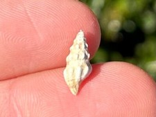Maryland Fossil Gastropod Cymatosyrinx limatula Miocene St Marys Formation Shell