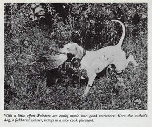 * Pointer "Retrieving" - CUSTOM MATTED - Vintage Dog Art "Photo Print" - 1964