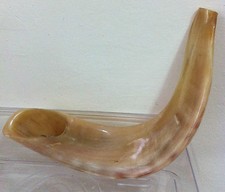 Shofar Ram's Rams Ram Horn Shofar 13-14" polished Judaica From Israel New Jewish