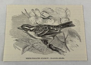 1885 book engraving ~ WHITE-THROATED SPARROW