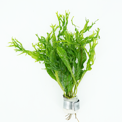 Japanese Painted Ferns Lace Java Fern Microsorum Pteropus Windelov ...