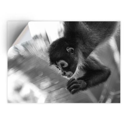 1 x Vinyl Aufkleber A4 - BW - Cute Spider Monkey Baby #37743