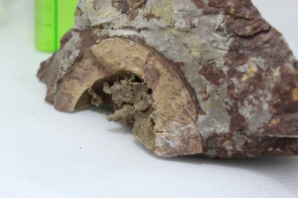 Fragmento ammonite carbonifero Leon España fosil carboniferous Goniatites GAS - Imagen 4 de 4