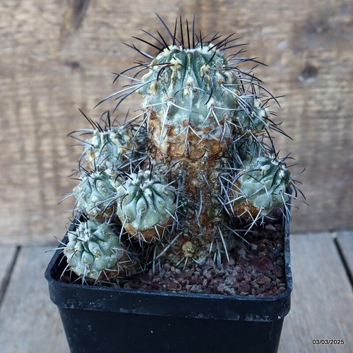 D3661 COPIAPOA DEALBATA RAP138 maceta 10-H12-W12 cm MaMa Cactus - Imagen 3 de 4
