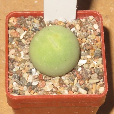 Conophytum calculus 1,7cm alte Pflanze EB-MS1450-T4 Mesemb Cuture Plants