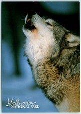 Postcard - Grey Wolf - Yellowstone National Park