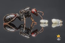 RARE  European harvester ant Messor Babarus Queen ant Live Feeder Insect