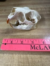 Porcupine Skull  Nice and Clean