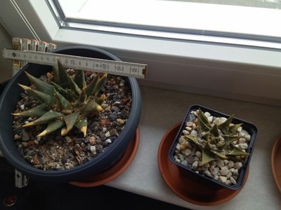 Ariocarpus trigonus , Kakteen